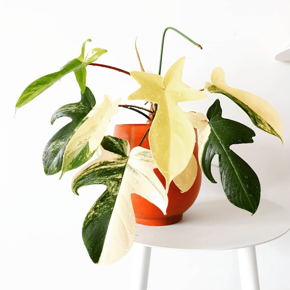 Philodendron Varigata Kuning / Tanaman Hias Kuning Murah / Tanaman Indoor Cocok untuk Teras BISA COD