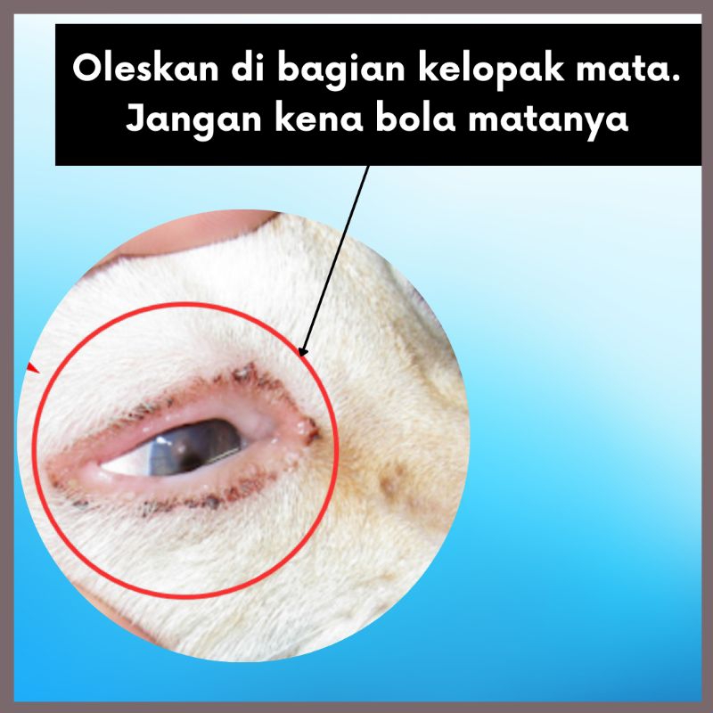 salep mata clamedia merah bengkak bernanah kucing 3.5gram