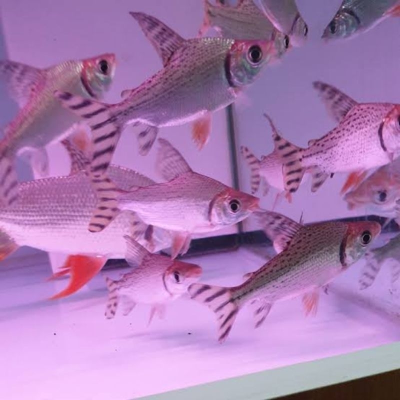 American flagtail red feifeng