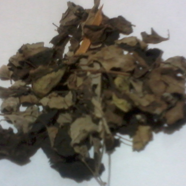 

TERBAIK JAMU DAUN LEGUNDI KERING - LILEGUNDI - 250 GRAM