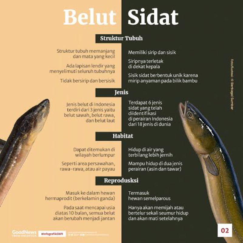 

BUBUK Ekstrak ikan sidat 250 gr / belut lindung / lele