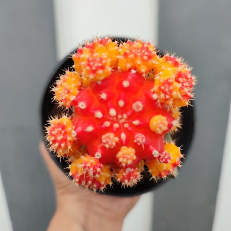 Gymnocalycium Orange Medium | D10cm