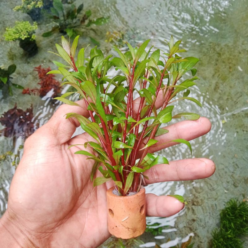 Ludwigia Inclinata var. Cuba Tanaman Aquascape Media Pot