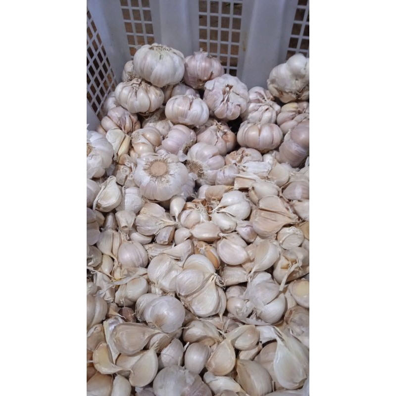 

Bawang Putih Kating Bulat 250 gram