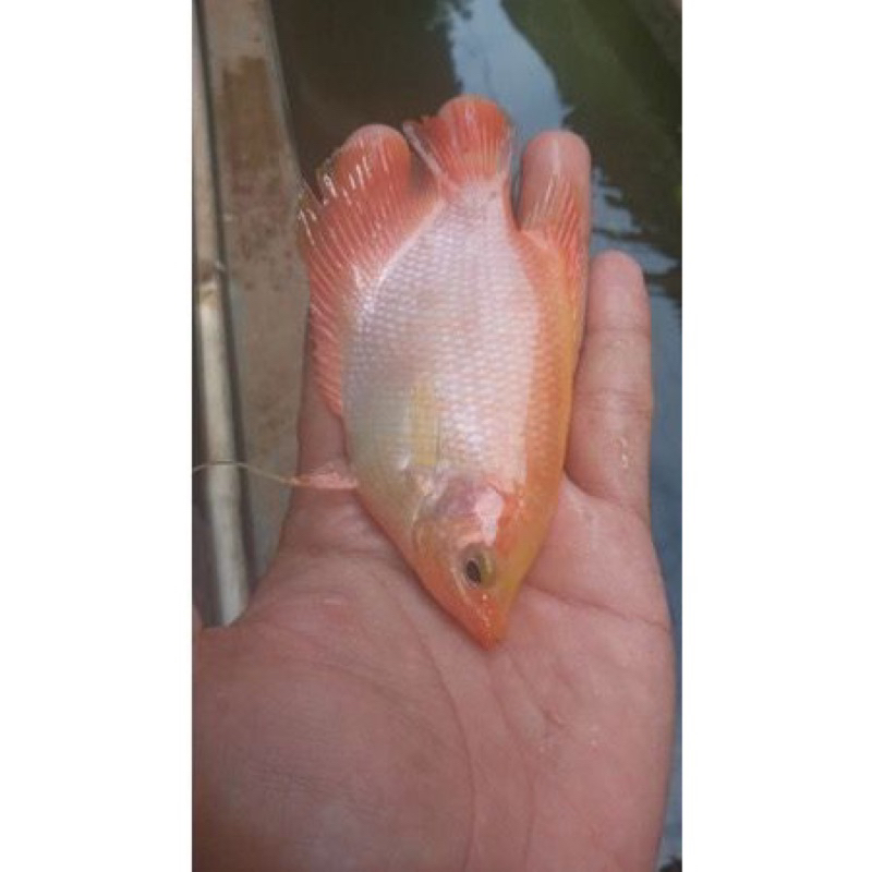 bibit gurame padang 3 jari full