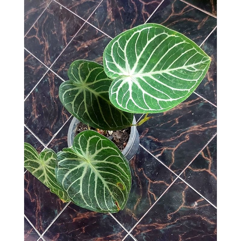 indukan anthurium kuping gajah dorayaki/mangkok