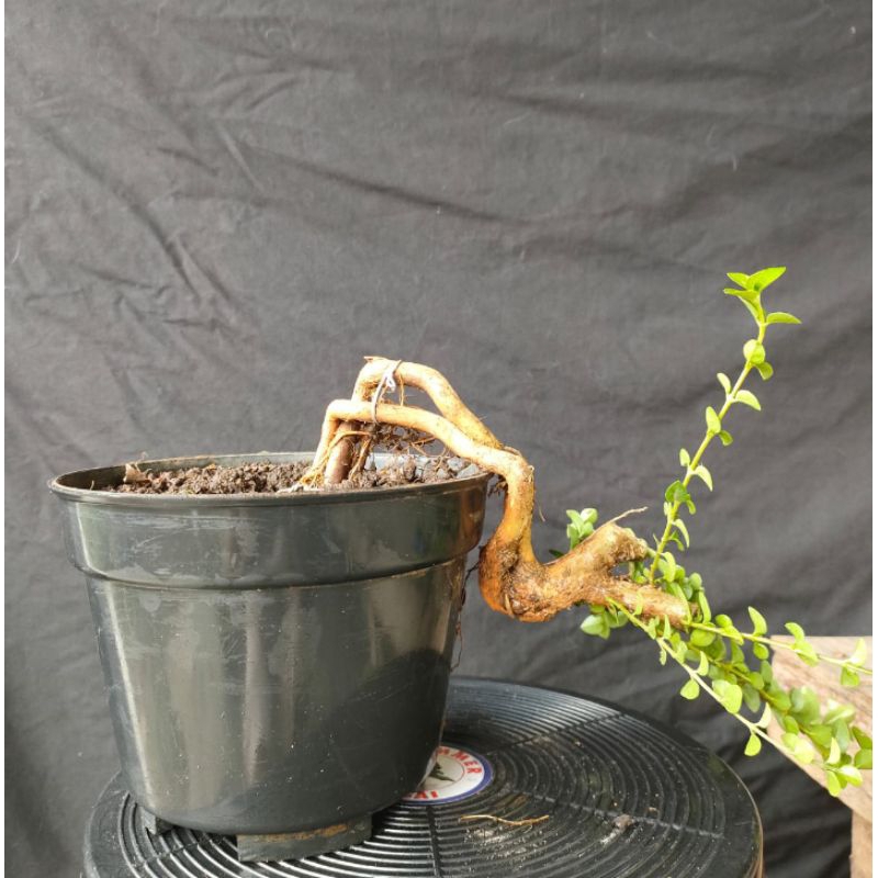 bahan bonsa sacang cascade bahan bonsai sancang murah