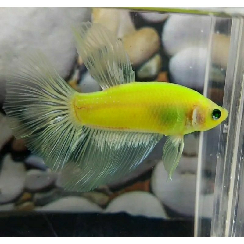 halfmoon glow fish cowok cewek