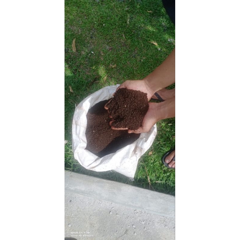 Kohe Kelelawar (Guano) murni