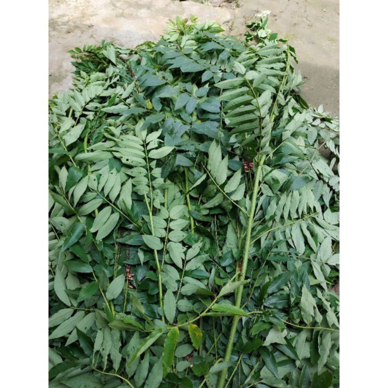 Daun indigofera pakan ternak/daun indigofera segar/1kg