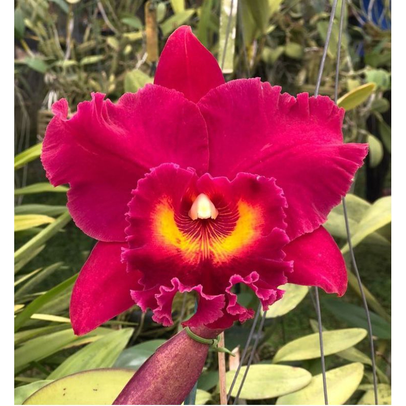 anggrek catleya/ anggrek murah/ bibit anggrek/ seedling anggrek