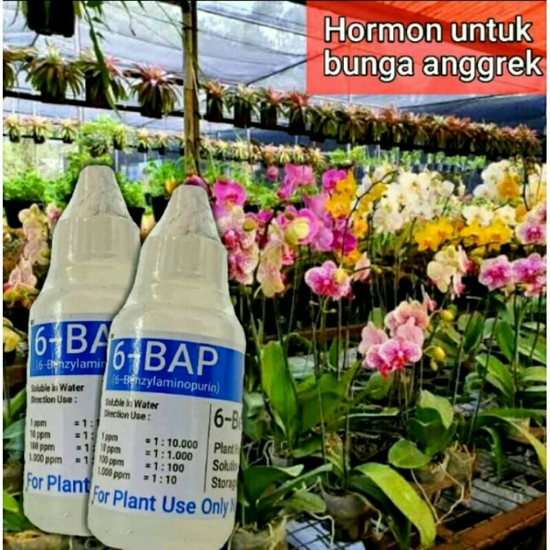 Hormon Anggrek BAP 6-BAP BENZYL AMINO PURIN 10.000 ppm 30 ml