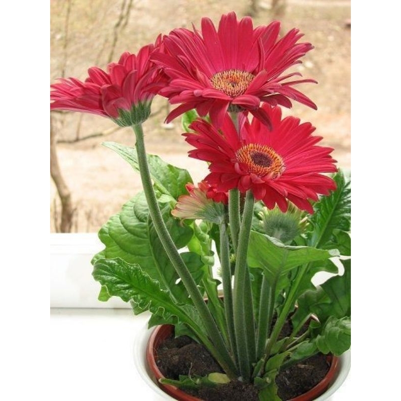 tanaman hias gerbera/hebras murah
