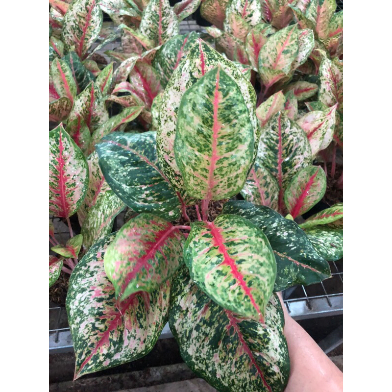 Aglaonema Sweet Dream Lokal