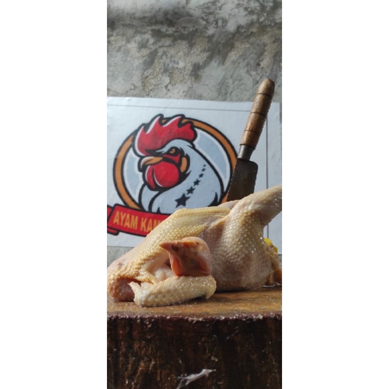 AYAM KAMPUNG EXTRA LARGE (muda)