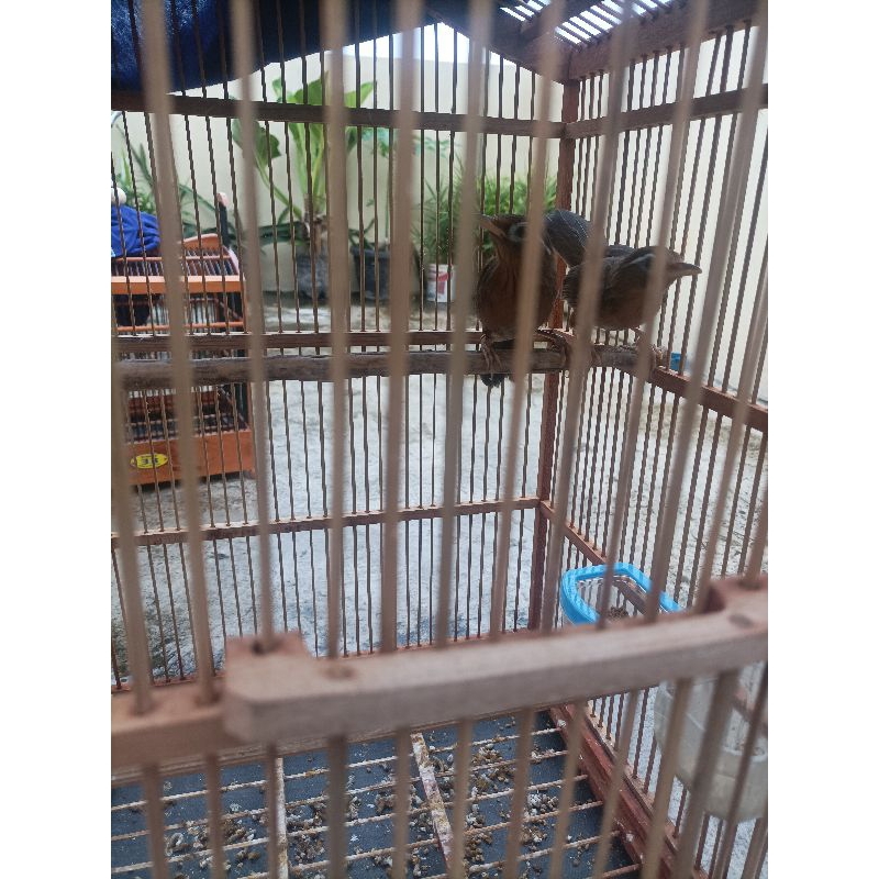 WAMBI/HWAMEIPAKERING