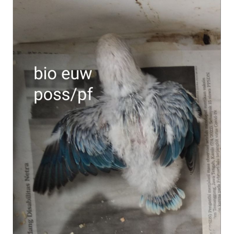 Burung Lovebird Jenis Biola Ewing Blue