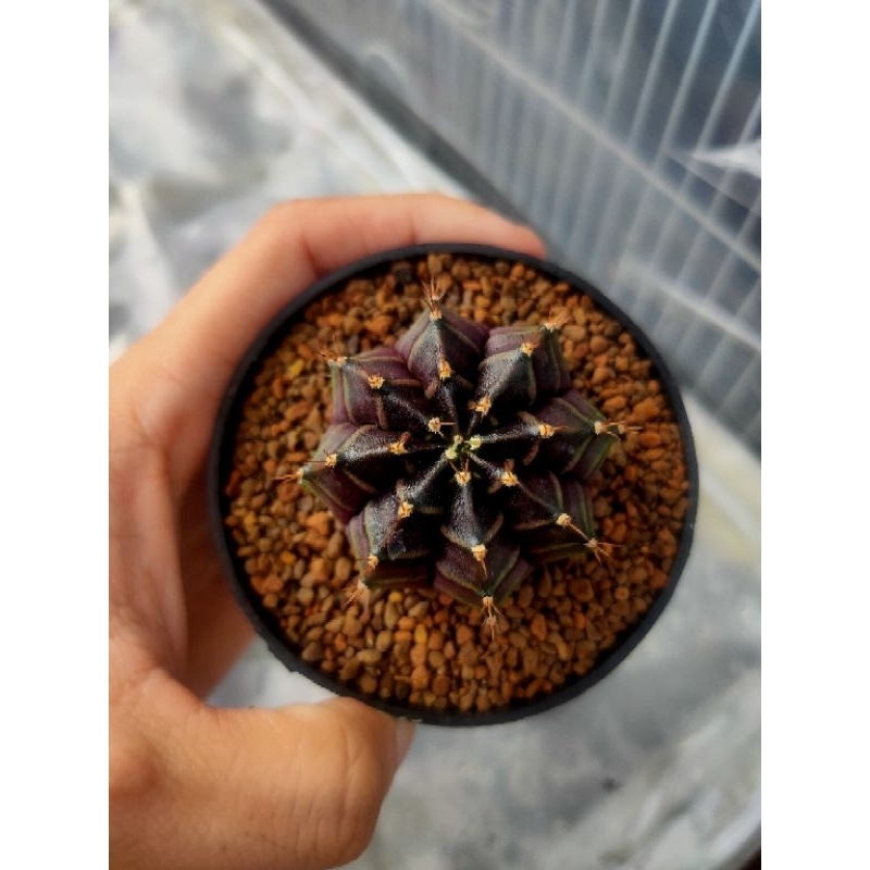 Kaktus Gymnocalycium-Gymno Daydream Hybrid