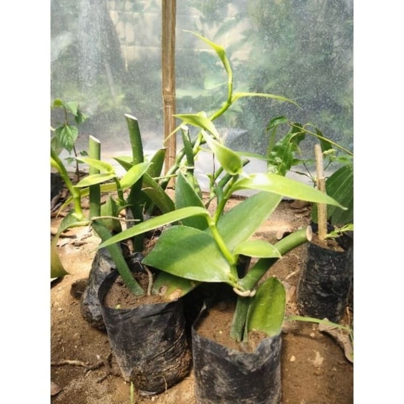 bibit vanili siap tanam