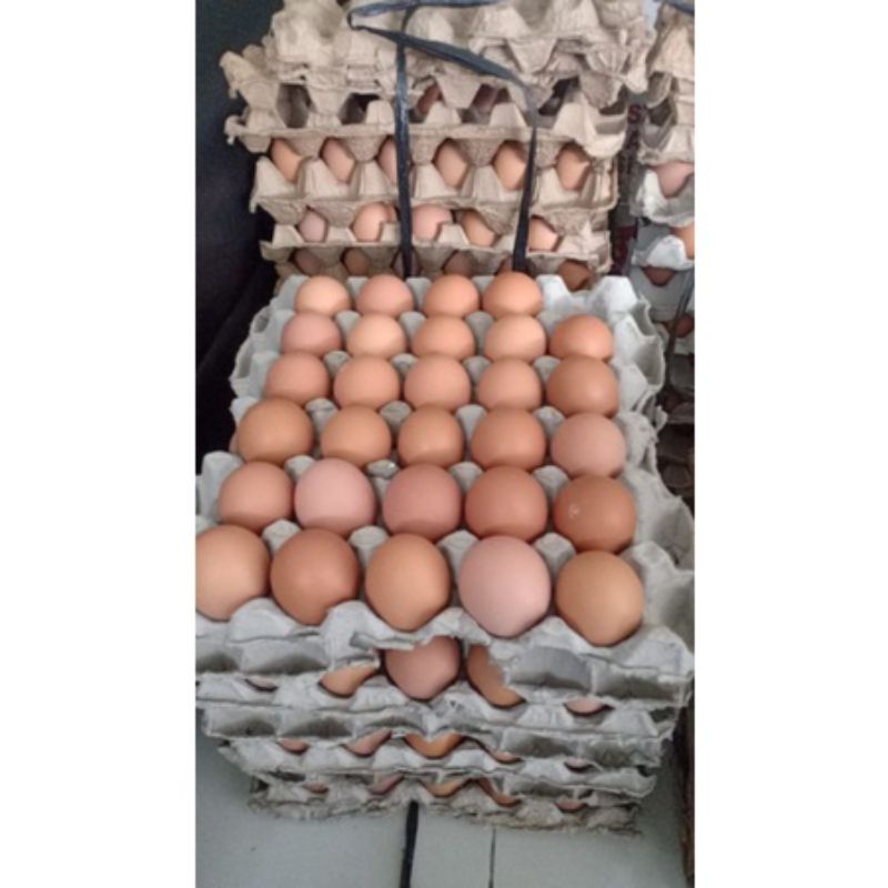 

IO Telur ayam negeri kiloan Fresh/Telor ayam negeri kiloan selalu Fresh