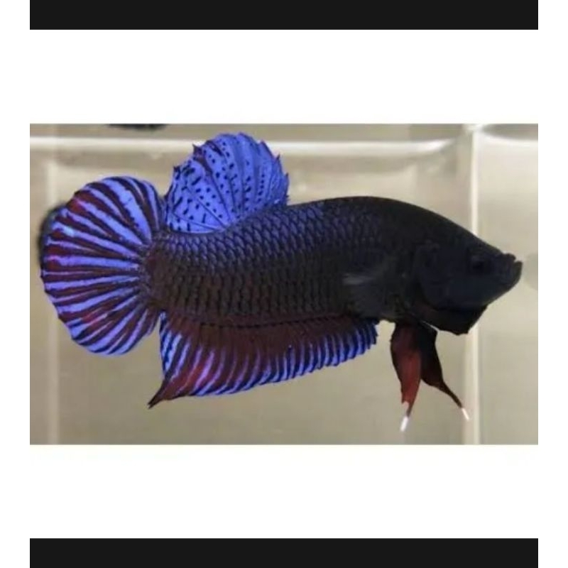 cupang Aduan line import thailand