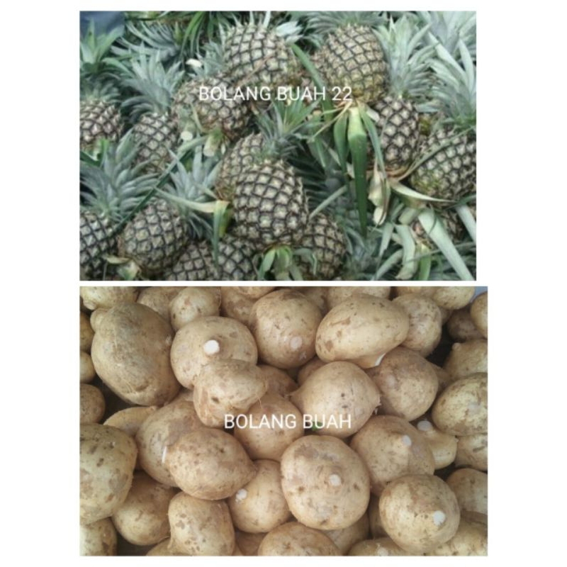 

bangkuang & nanas muda isi 1kg