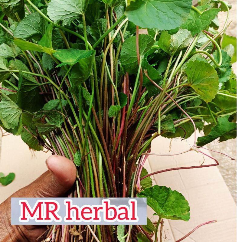 

Daun pegagan merah segar per 1 kg