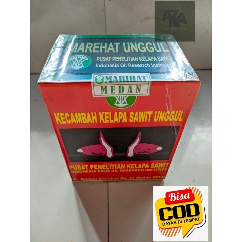 Bibit Kelapa Sawit Marehat TOP