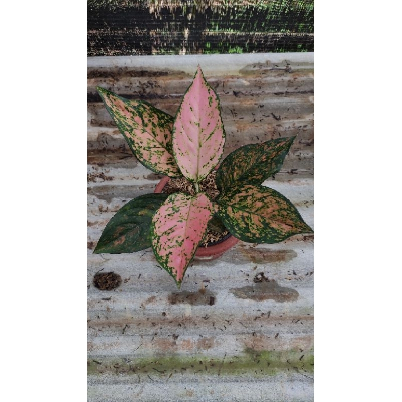 RUBY PINK / RUBY DINAMIT