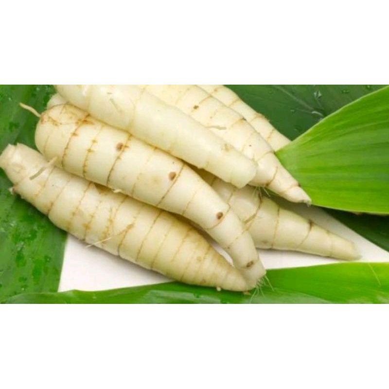 

ubi garut segar asli petani