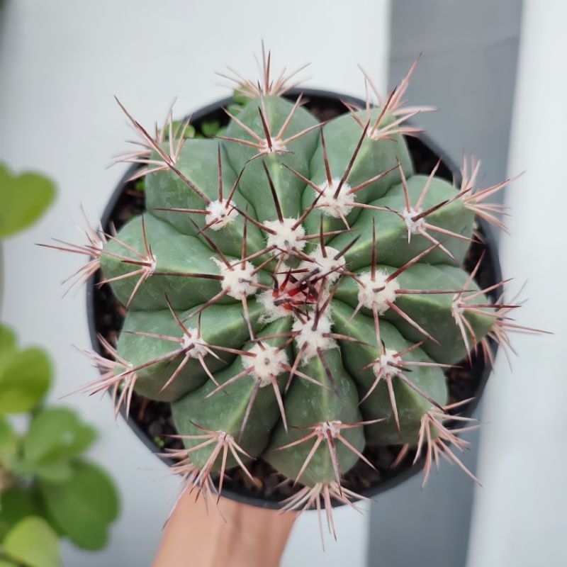 Melocactus Conoideus | DP 12cm | Kaktus