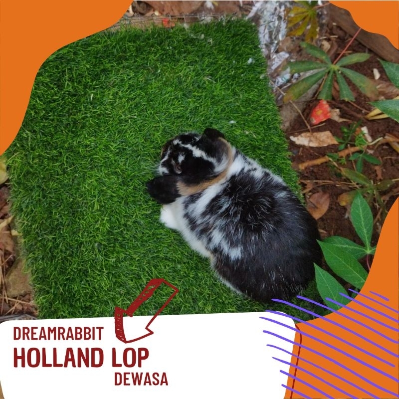 kelinci holland lop jantan dewasa