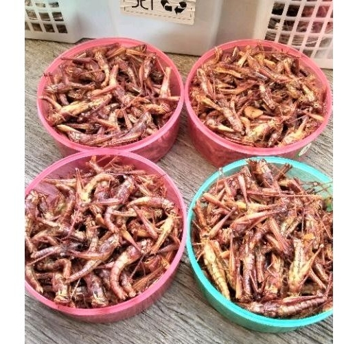 

BELALANG GEDE GEDE GEDE GURIH