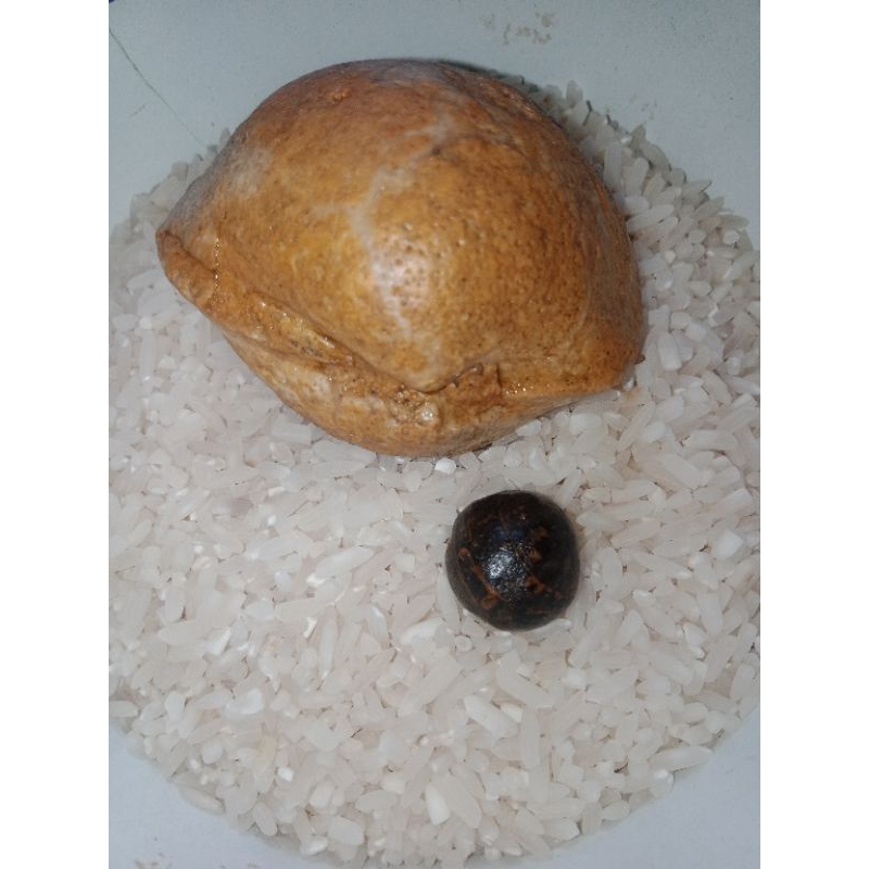 fosil keong jutaan tahun alami