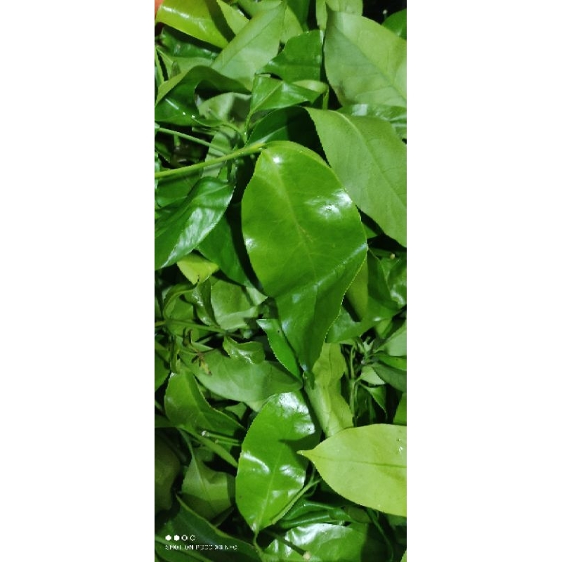 

Daun Melinjo 500 gr