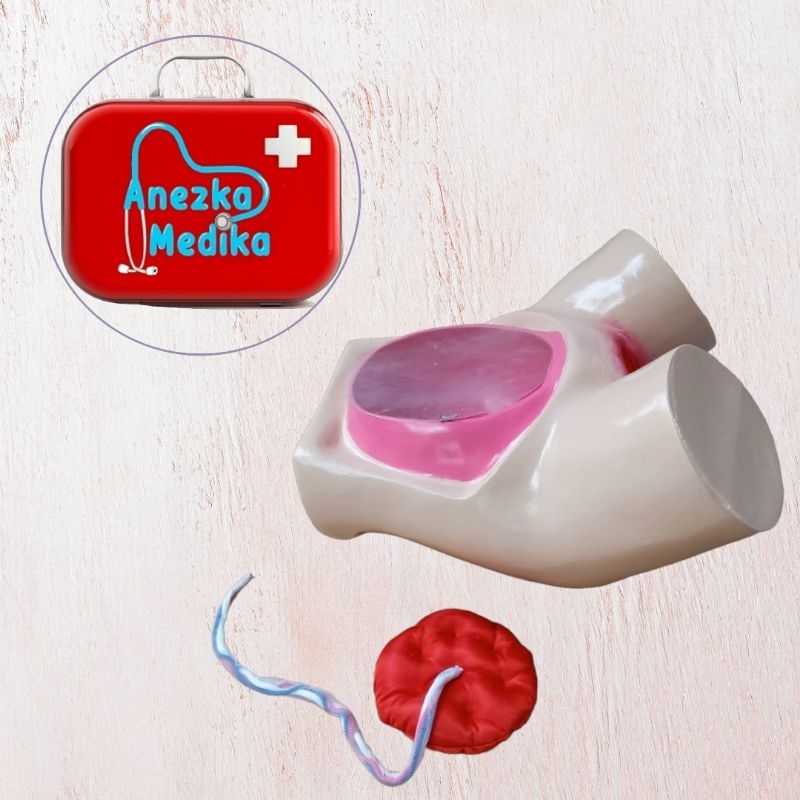 Phantom manikin MANUAL PLASENTA MODEL PANGGUL