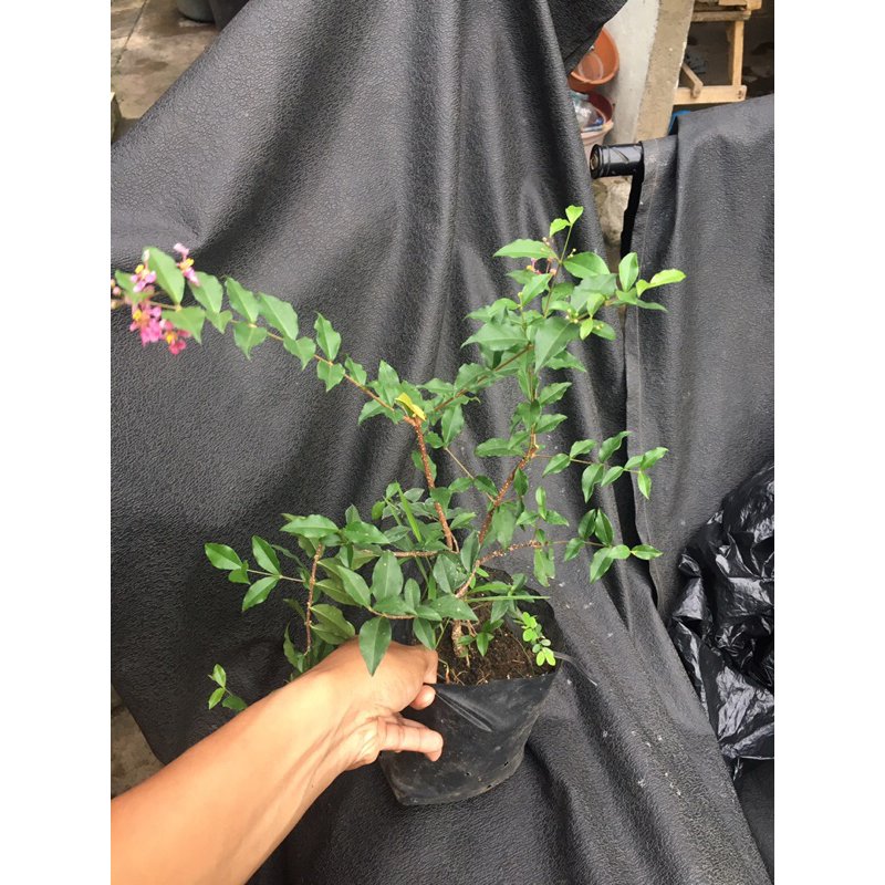 Bibit Sakura Micro / Bahan Bonsai Sakura Micro / Bibit Bunga Sakura