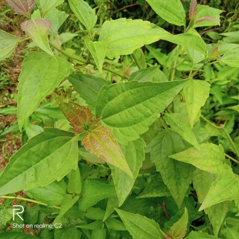 

DAUN BALAKACIDA KOPSANDA (200 GRAM)