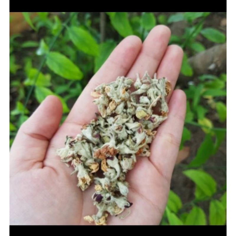 

PREMIUM- Apple blossom flower tea 10gram / teh BUNGA APEL