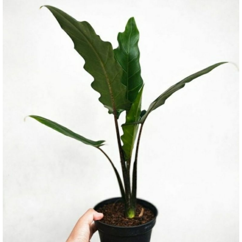 Tanaman hias Alokasia keris/Alokasia tombak papua