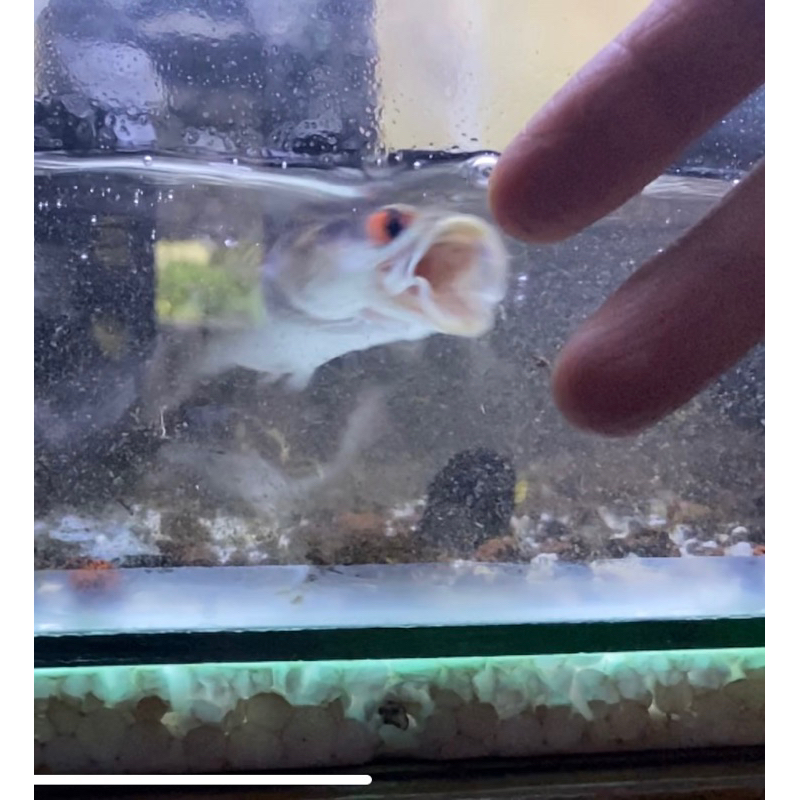 channa red sampit mangap2