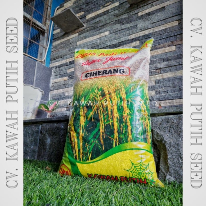 Benih Padi Ciherang Bersertifikat Label Ungu Kawah Putih Seed Indramayu