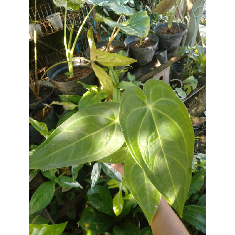 magnificum verde kuping gajah
