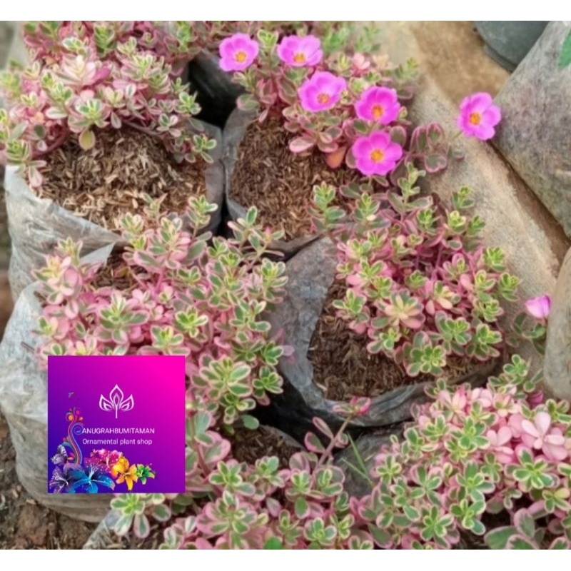 Tanaman hias krokot portulaca varigata pink
