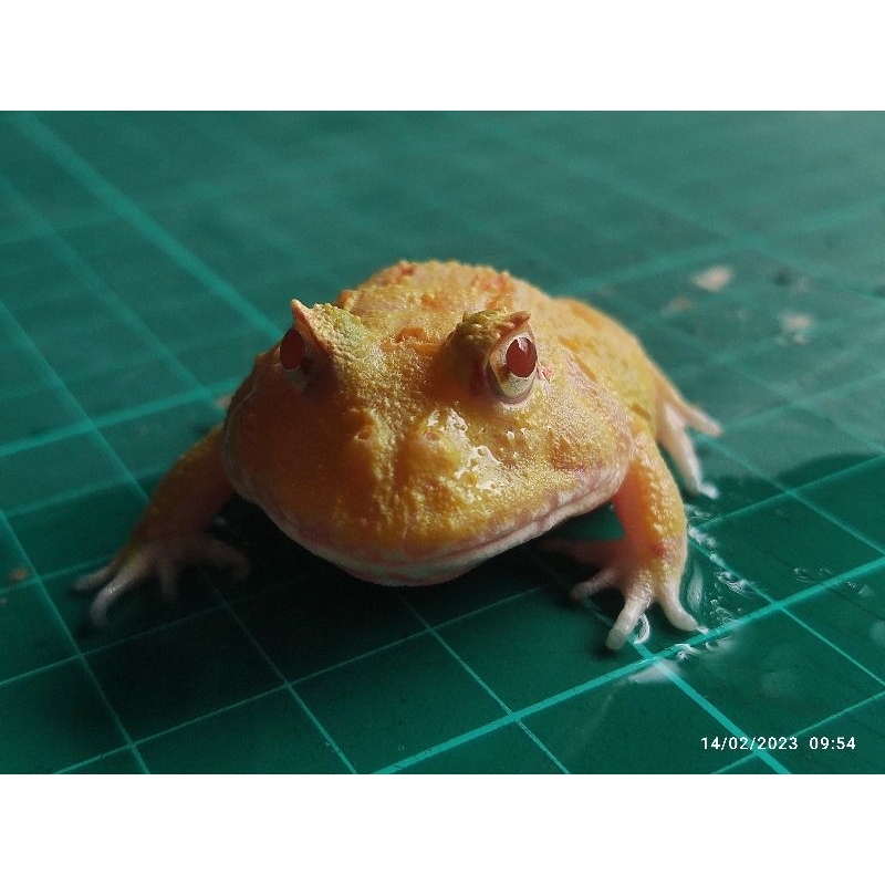 Kodok Pacman Albino 4 spot super pikacu
