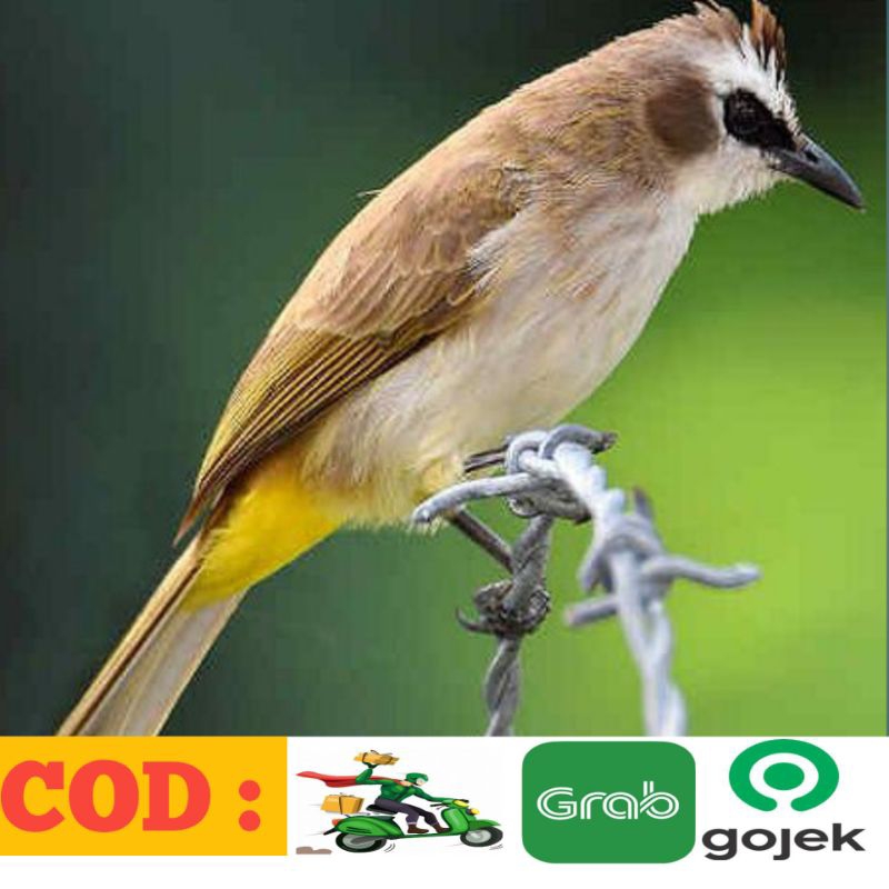 Burung Trucuk jatim purtotal