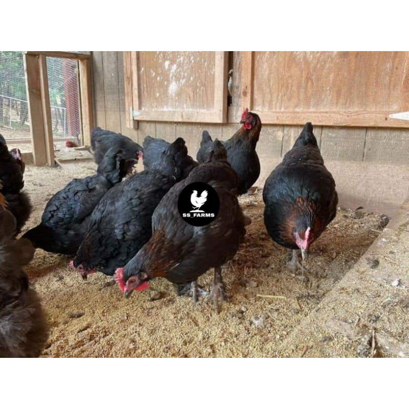 

Telur Tetas Ayam Petelur BLACK COPPER MARANS