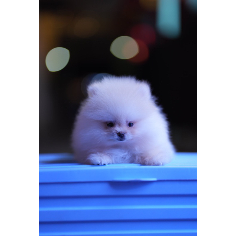 mini pom puppy