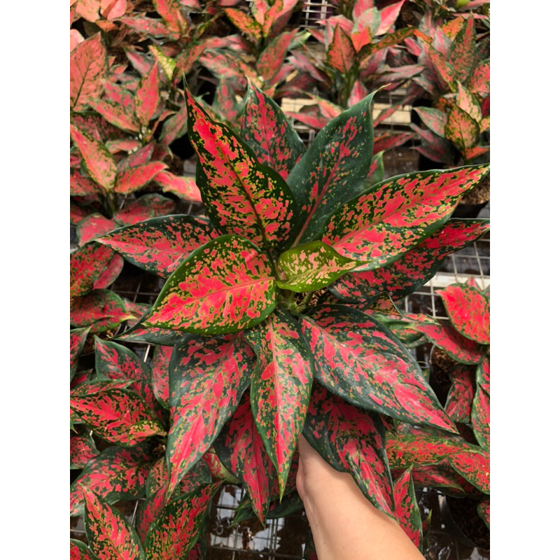 Aglaonema ruby batik