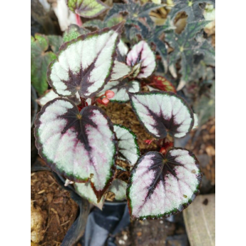 begonia Red pita